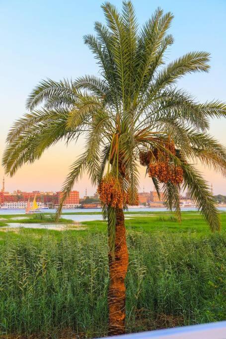 Royal Nile Villa - Nile View Apartment 1 الأقصر المظهر الخارجي الصورة